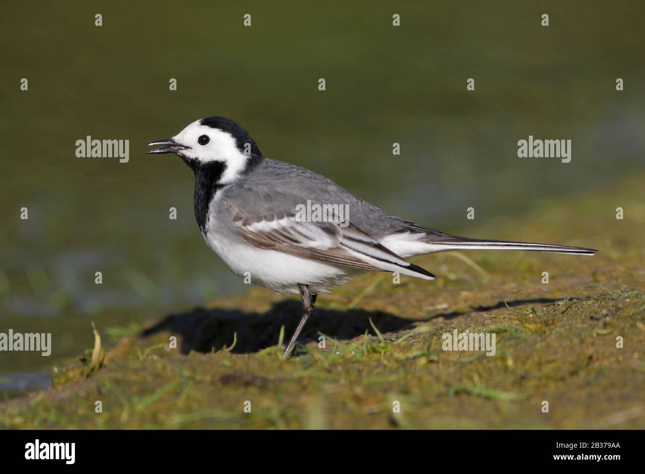 Bachstelze, Motacilla alba Stock Photo