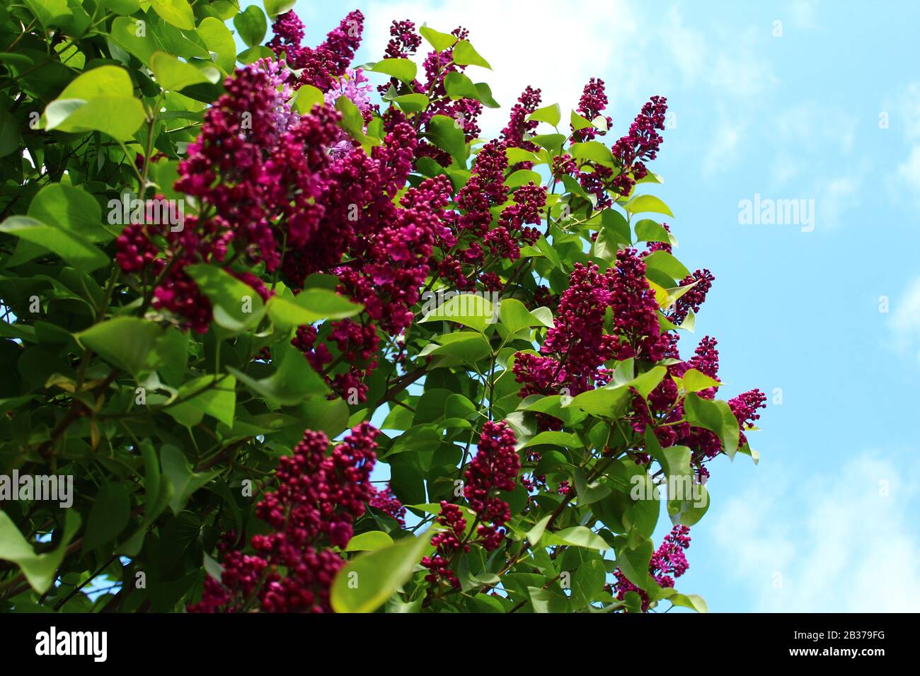 The picture shows beautiful lilac in the garden Stock Photo - Alamy