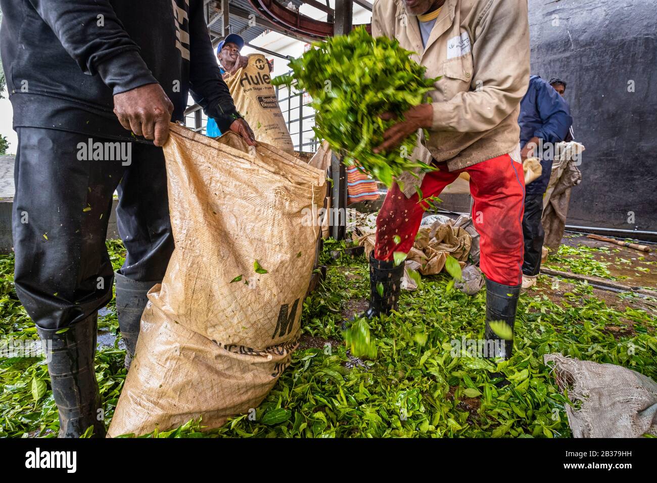Mauritius, Savanne district, Grand Bois, Domaine de Bois Chéri, the largest tea producer in