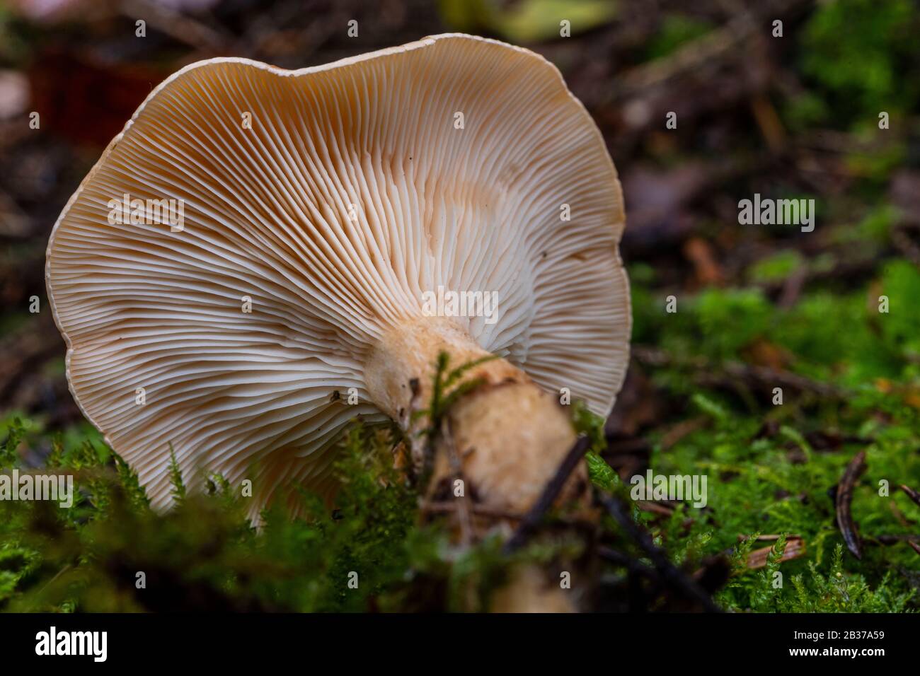 France, Somme (80), Crécy-en-Ponthieu, Crécy forest, mushroom in the forest, Paralepista inversa, Lepista inversa Stock Photo