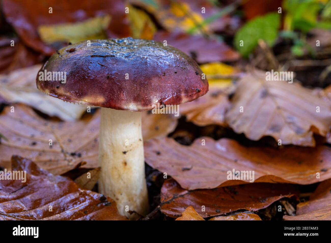 France, Somme (80), Crécy-en-Ponthieu, Crécy forest, mushroom in the forest, russula brunneoviolacea Stock Photo