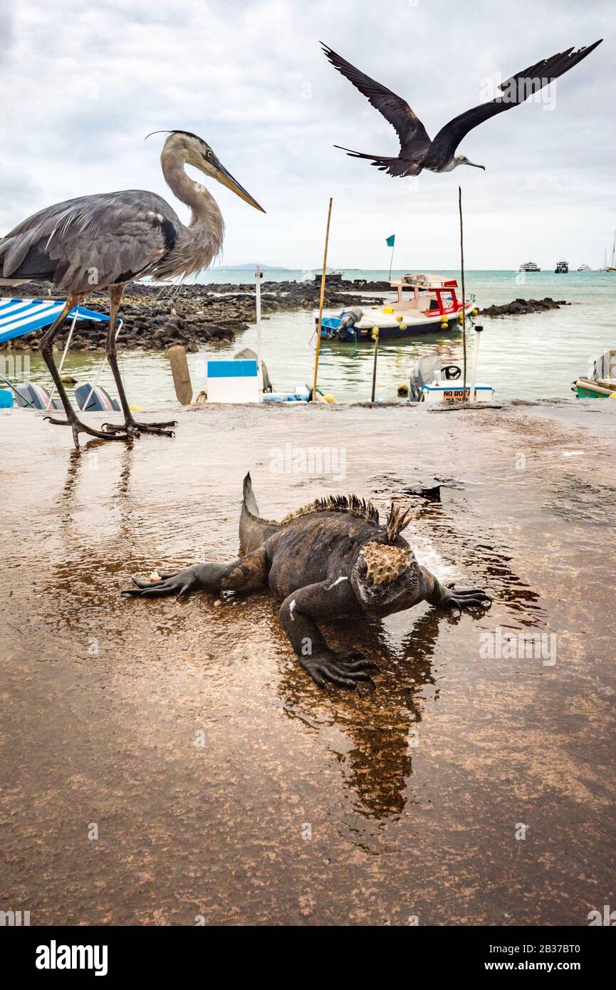 Ecuador, Galápagos archipelago, classified as World Heritage by UNESCO, Santa Cruz Island, Puerto Ayora, fish market, marine iguanas, gray heron and seagulls dispute the remains Stock Photo