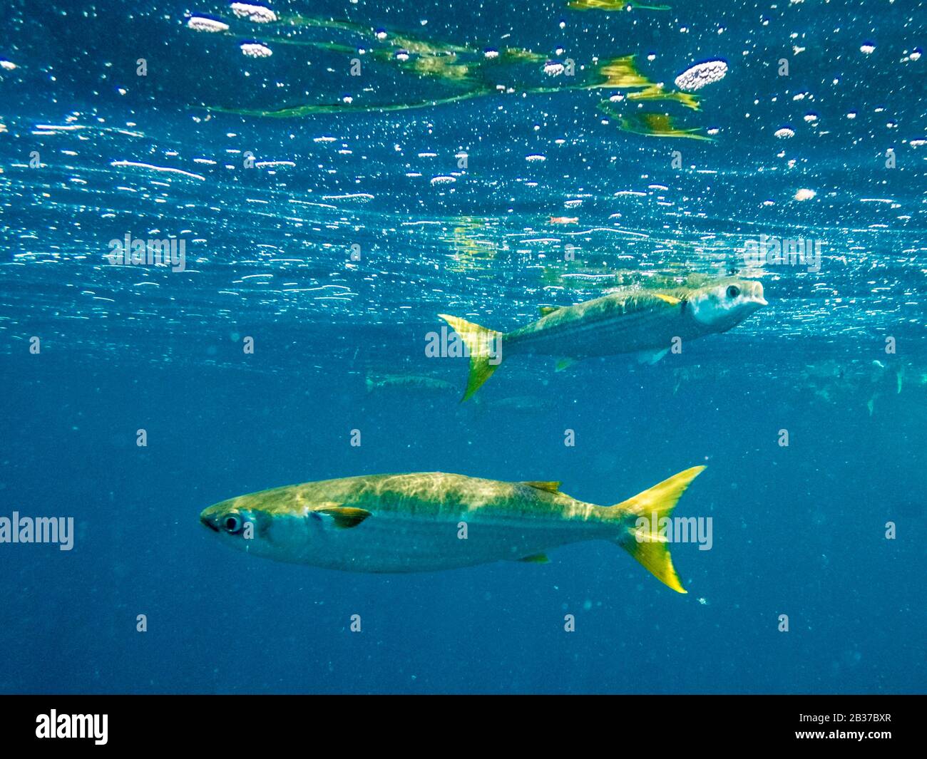 Ecuador, Galapagos archipelago, classified World Heritage by UNESCO, Santa Fe Island, Diving around Bottle Island Stock Photo