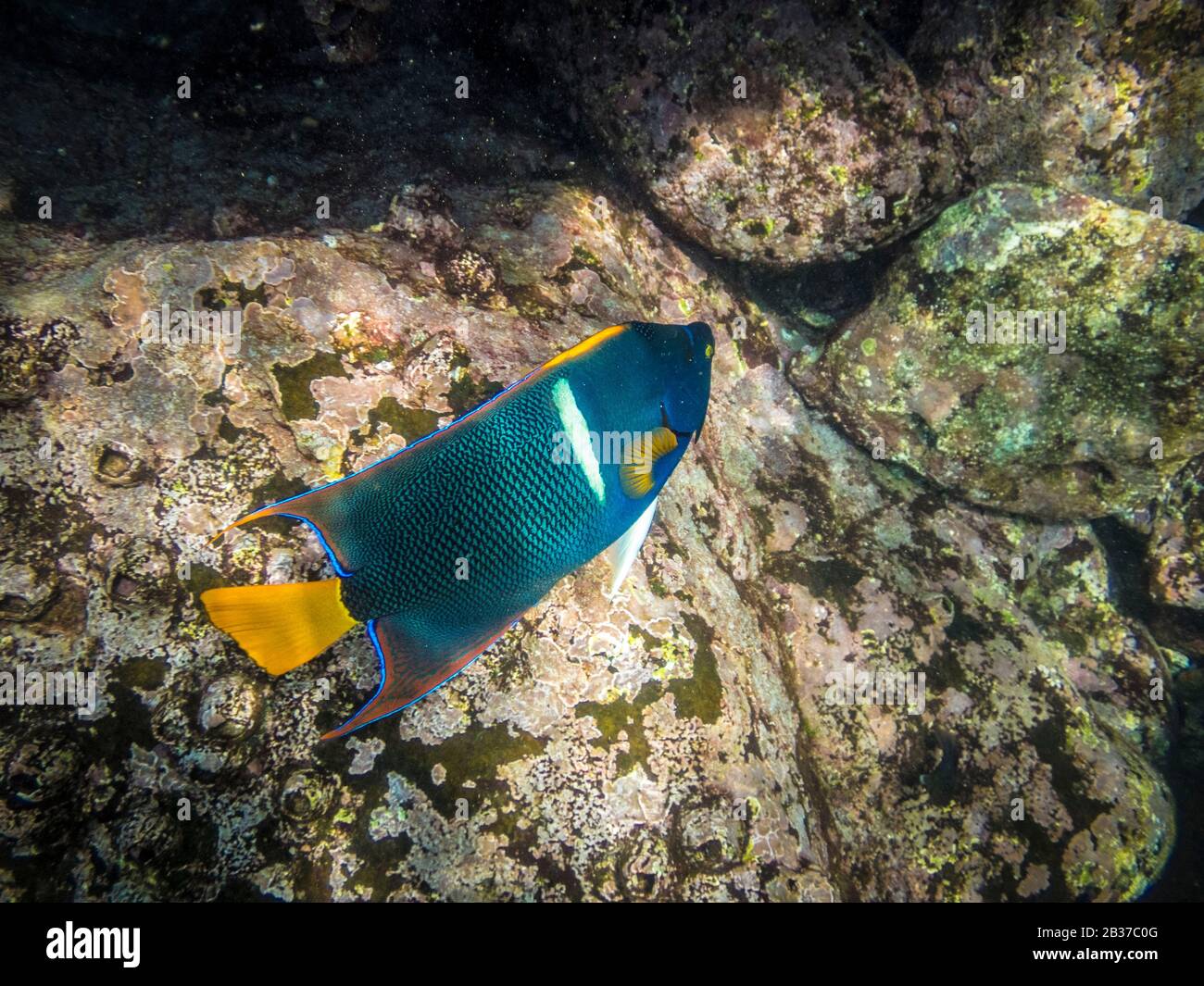 Ecuador, Galapagos archipelago, listed as World Heritage by UNESCO, Santa Fé Island, Diving around Bottle Island, here a White-barge Angelfish (Holacanthus passer) Stock Photo