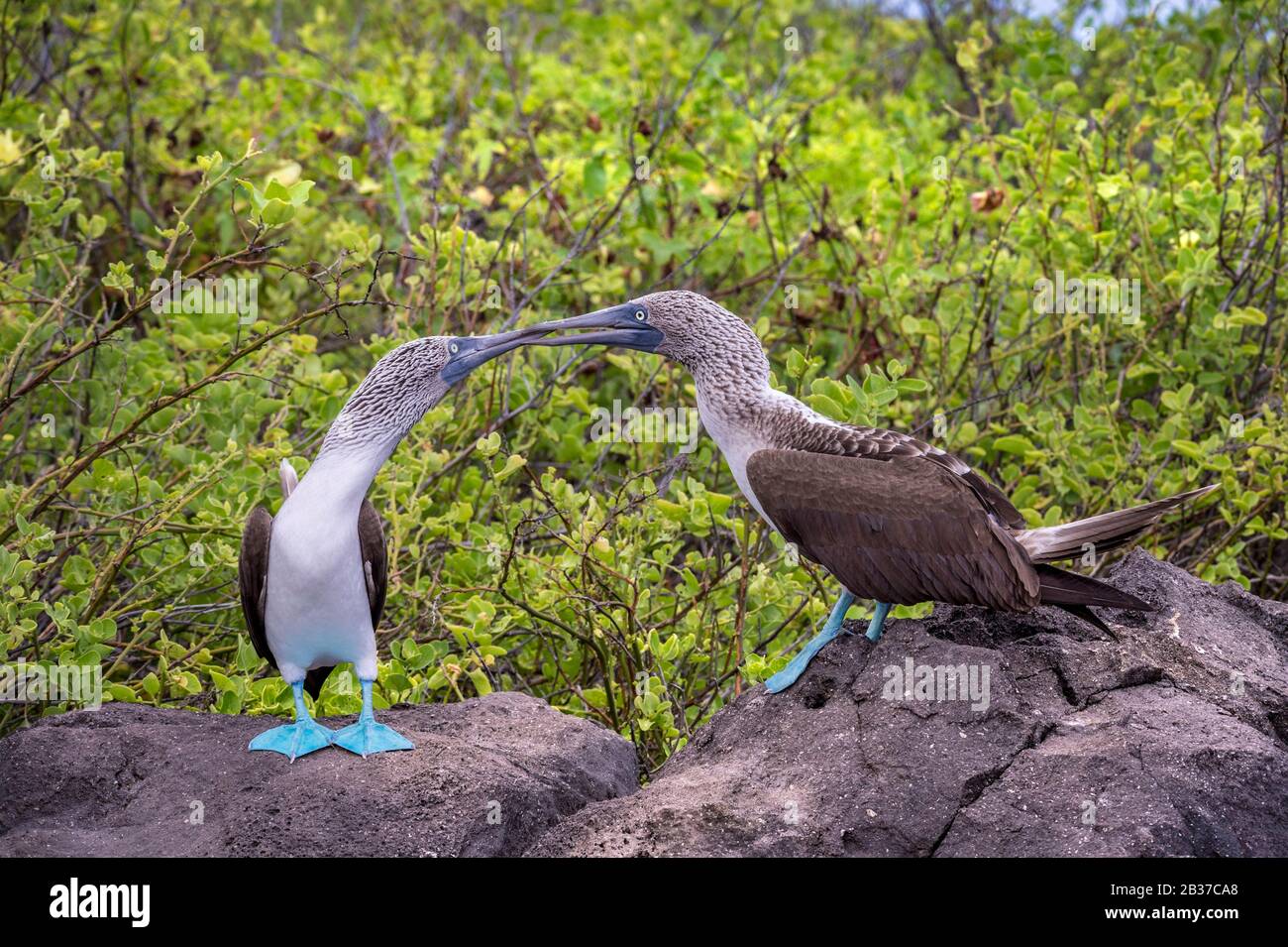 Ecuador, Galapagos archipelago, classified as World Heritage by UNESCO, Lobos Island, blue-footed boobies (Sula nebouxii) in love parade Stock Photo