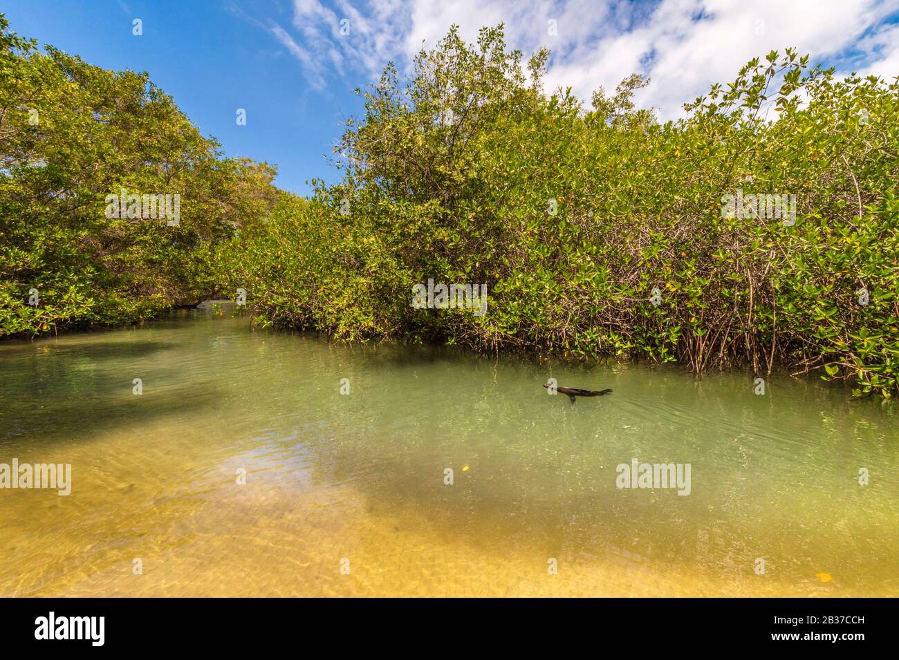 Ecuador, Galápagos Archipelago, listed as World Heritage by UNESCO, Isabela Island (Albemarie), Wetland Complex and Wall of Tears, Galápagos Sea Lion (Zalophus wollebaeki) endemic swimming in the mangrove Stock Photo