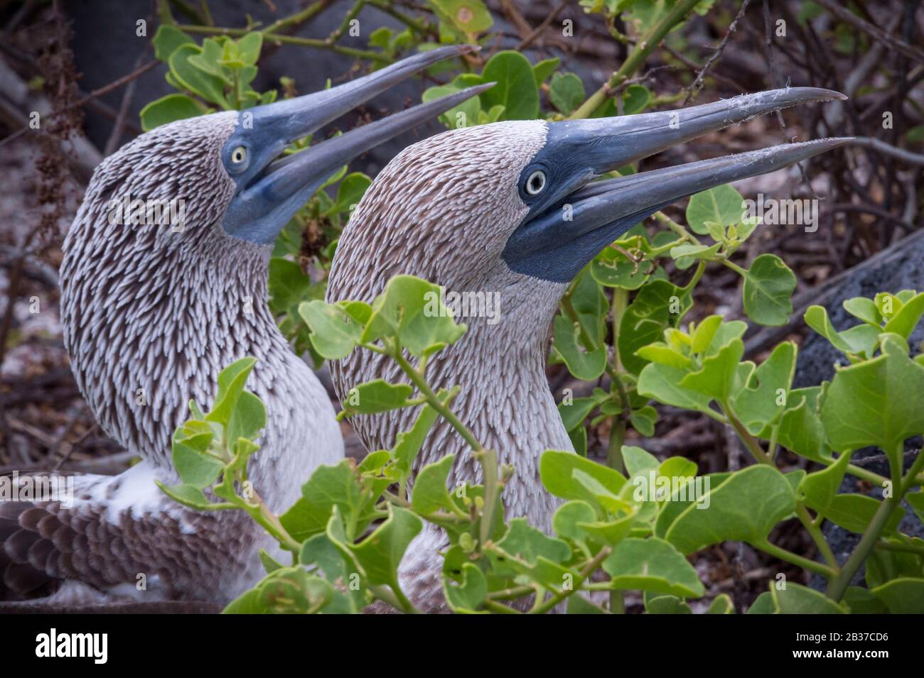 Ecuador, Galapagos archipelago, classified as World Heritage by UNESCO, Lobos Island, blue-footed boobies (Sula nebouxii) in love parade Stock Photo