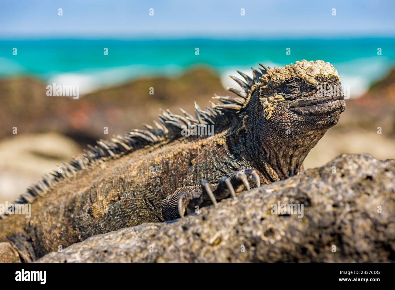 Ecuador, Galapagos Archipelago, classified as World Heritage by UNESCO, Santa Fe Island, Secret Bay or Hidden Bay (Bahia Escondida), Galapagos Sea Iguana (Amblyrhynchus cristatus) Stock Photo