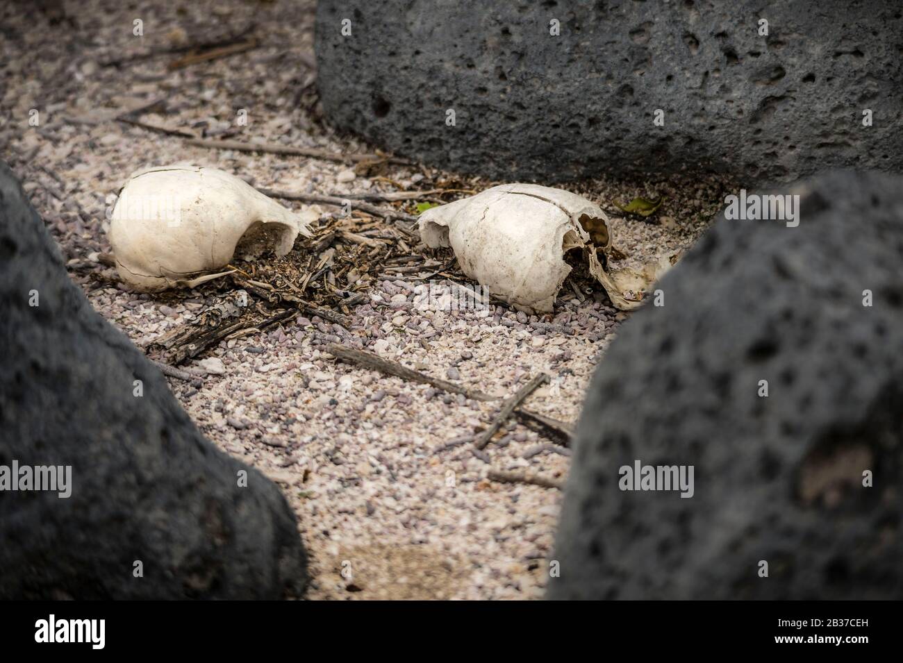 Ecuador, Galápagos archipelago, listed as World Heritage by UNESCO, Lobos Island, Skulls of two Galapagos sea lions (Zalophus wollebaeki) juveniles between the pillow lavas Stock Photo
