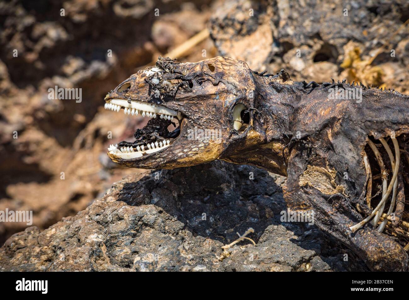 Carcass islands hi-res stock photography and images - Page 16 - Alamy