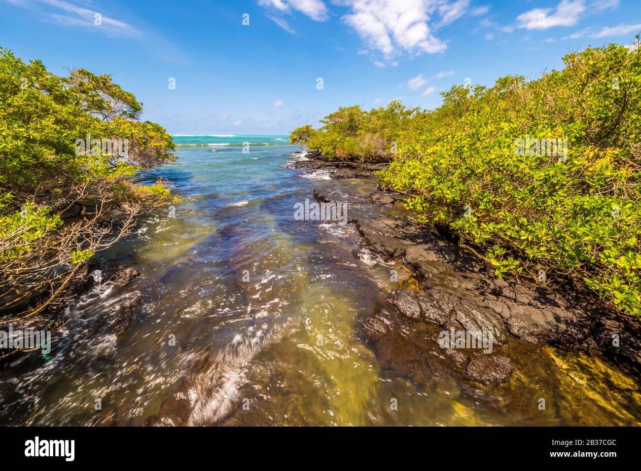 Ecuador, Galápagos archipelago, listed as World Heritage by UNESCO, Isle of Isabela (Albemarie), Wetland complex and Wall of Tears, maritime entry into the mangrove maze Stock Photo