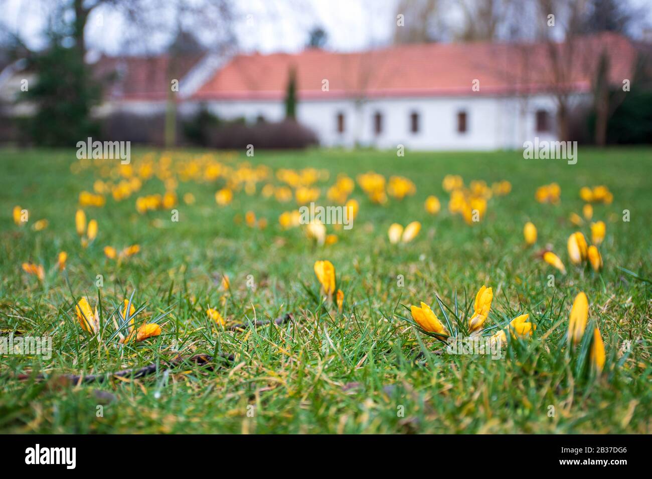 First flowers of spring on the green grass field after the rain. Blooming crocuses. Yellow orange flower Stock Photo