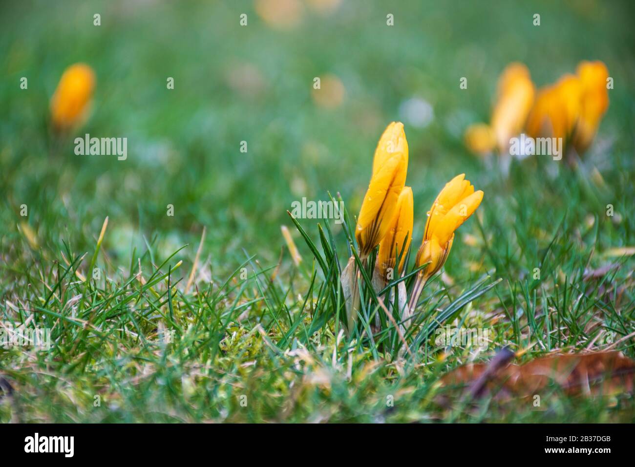 First flowers of spring on the green grass field after the rain. Blooming crocuses. Yellow orange flower Stock Photo