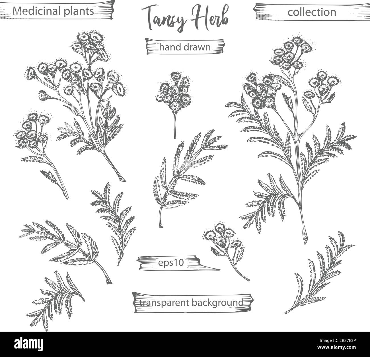 Set hand drawn of tansy, lives and flowers in black color isolated on white background. Retro vintage graphic design. Botanical sketch drawing Stock Vector