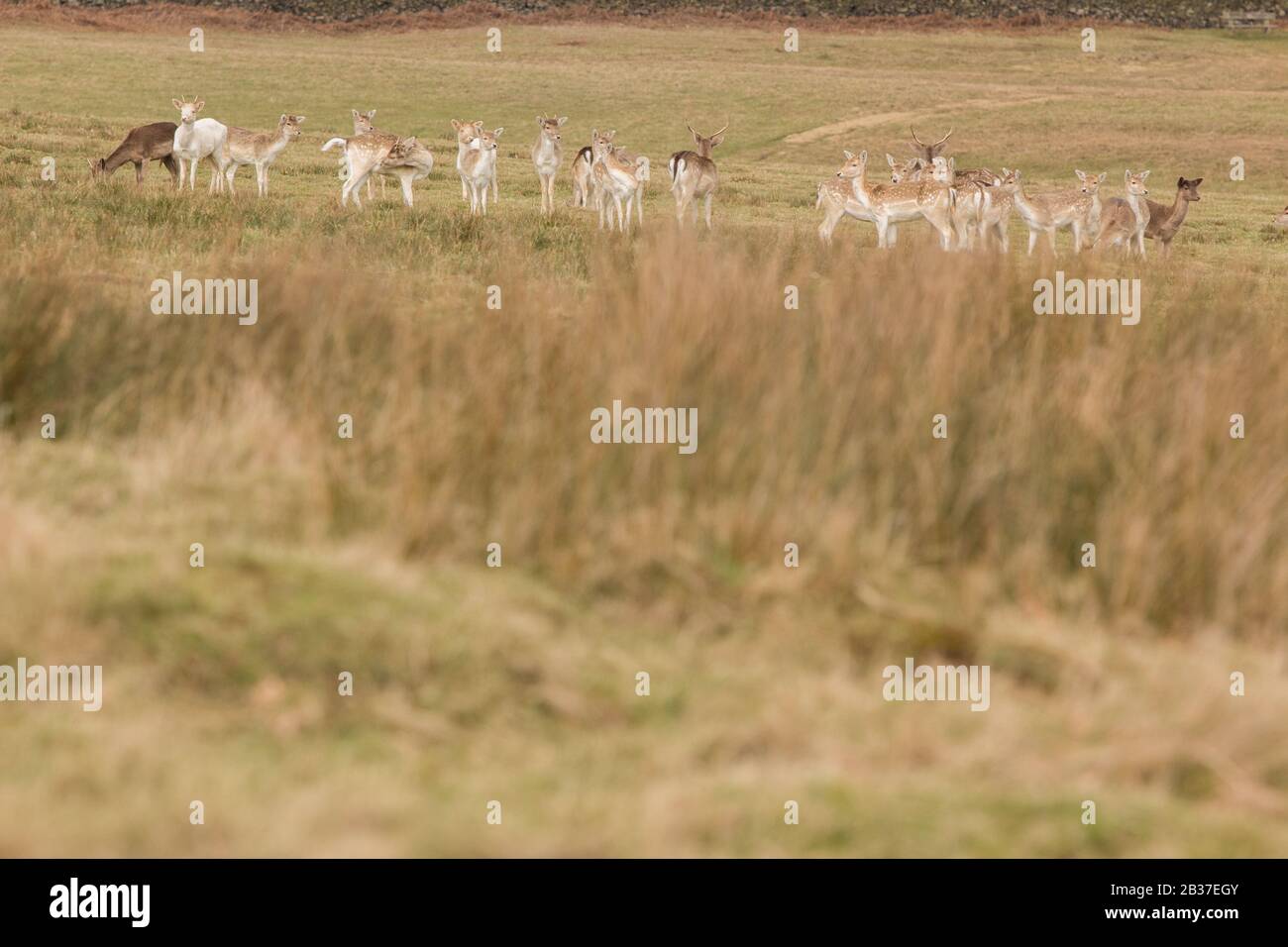 Deer at Bradgate park and walkers (leicestershire) Stock Photo
