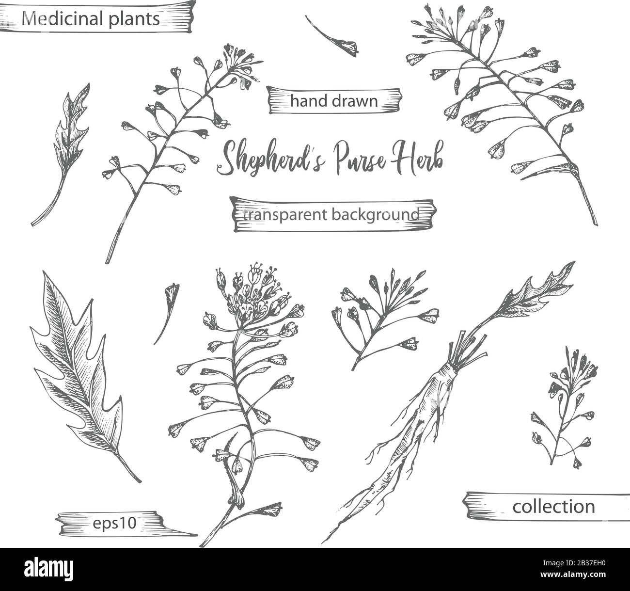 Set hand drawn of Shepherds Purse root, lives and flowers in black color isolated on white background. Retro vintage graphic design. Botanical sketch Stock Vector