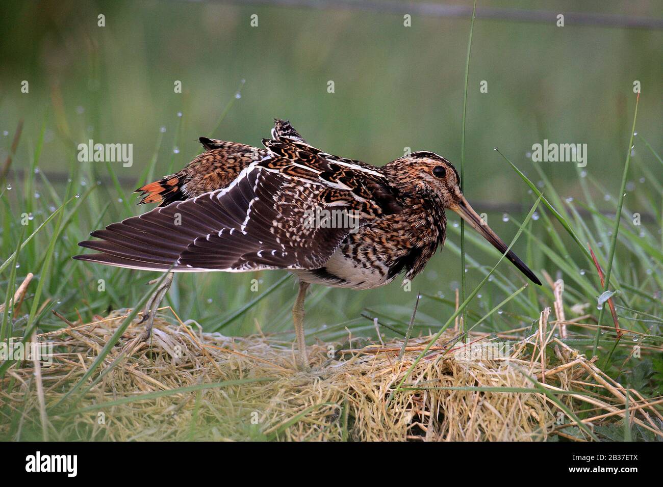 Common Snipe, Gallinago gallinago, staning on nest stretching leg and wings, UK and Europe Stock Photo