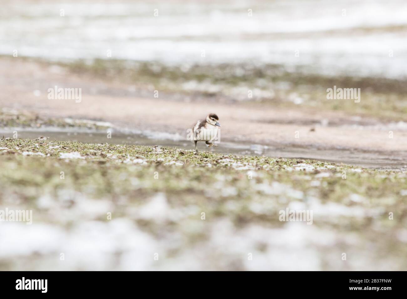 Egyptian geese (Alopochen aegyptiaca) goslings running Stock Photo