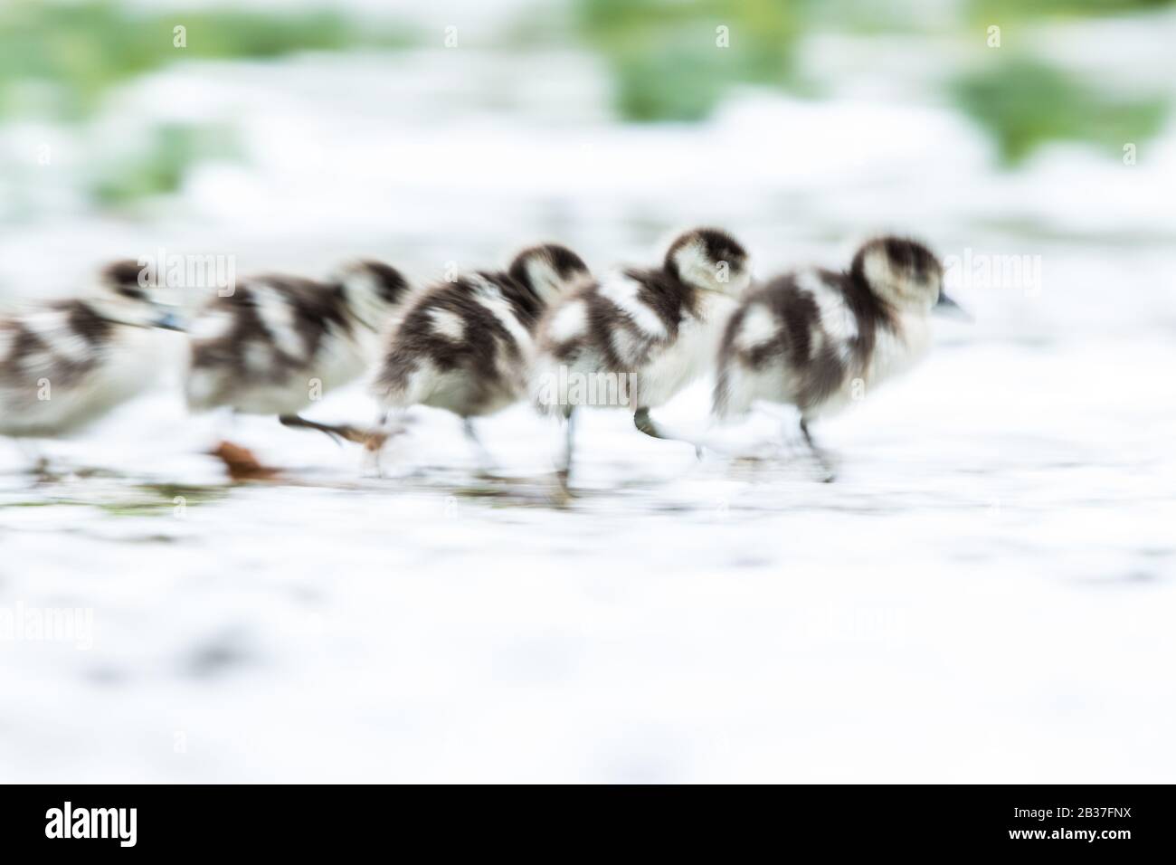 Egyptian geese (Alopochen aegyptiaca) goslings running Stock Photo