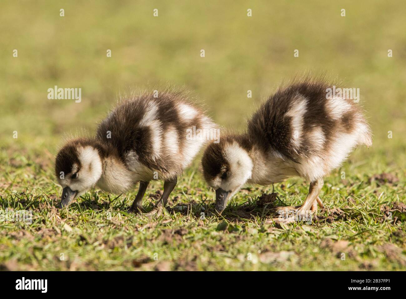 Egyptian geese (Alopochen aegyptiaca) goslings grazing Stock Photo
