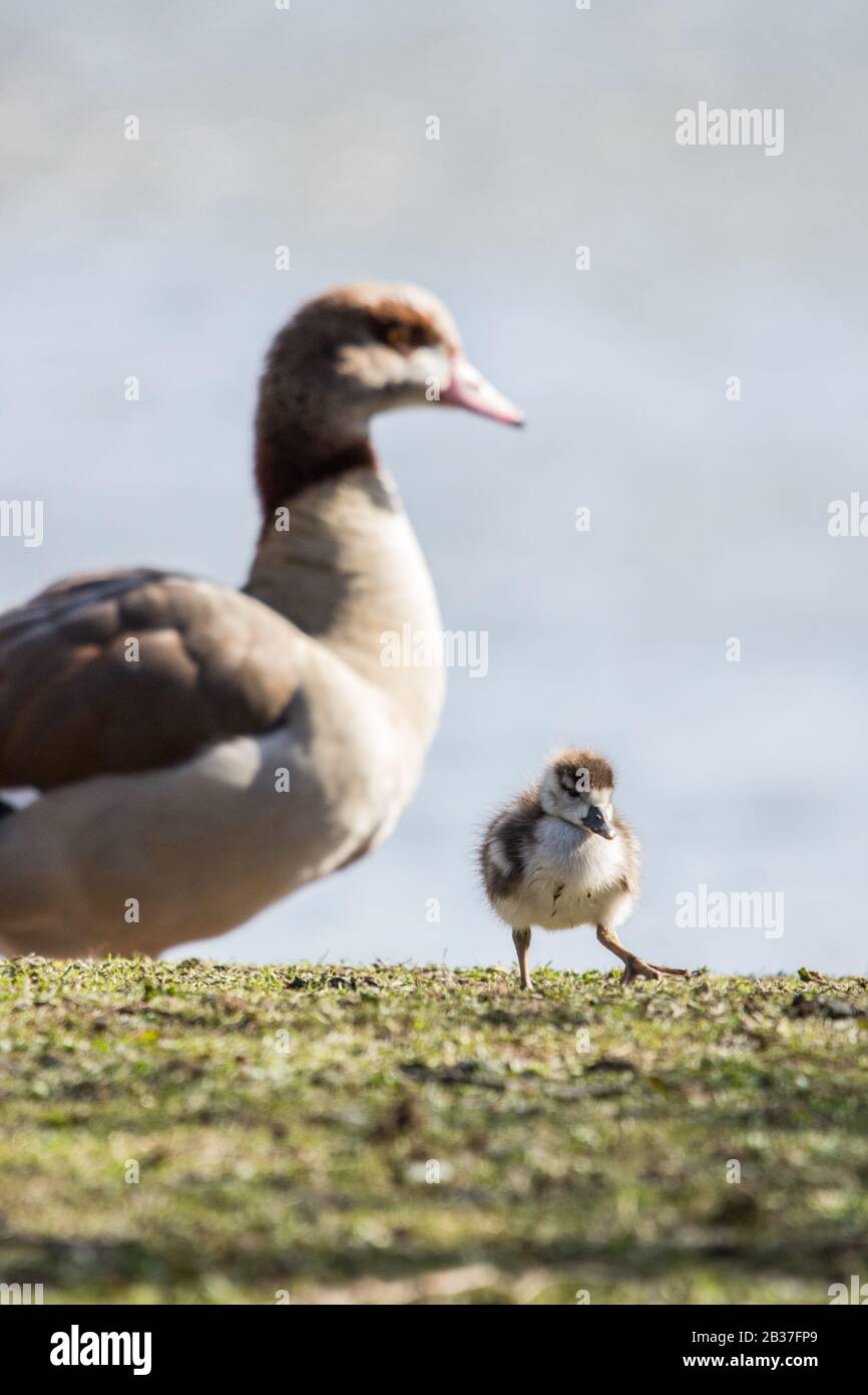 Egyptian geese (Alopochen aegyptiaca) mother with gosling Stock Photo