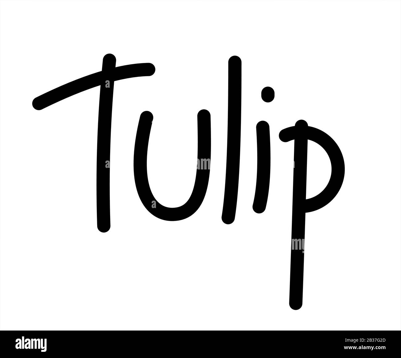 Tulip. Handwritten Word Lettering Vector Image Isolated on white