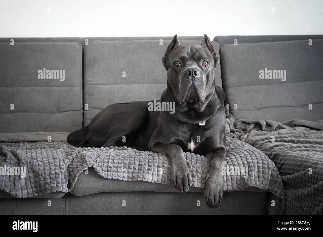Cane corso grey color portrait at soft plush plaid lying on sofa Stock