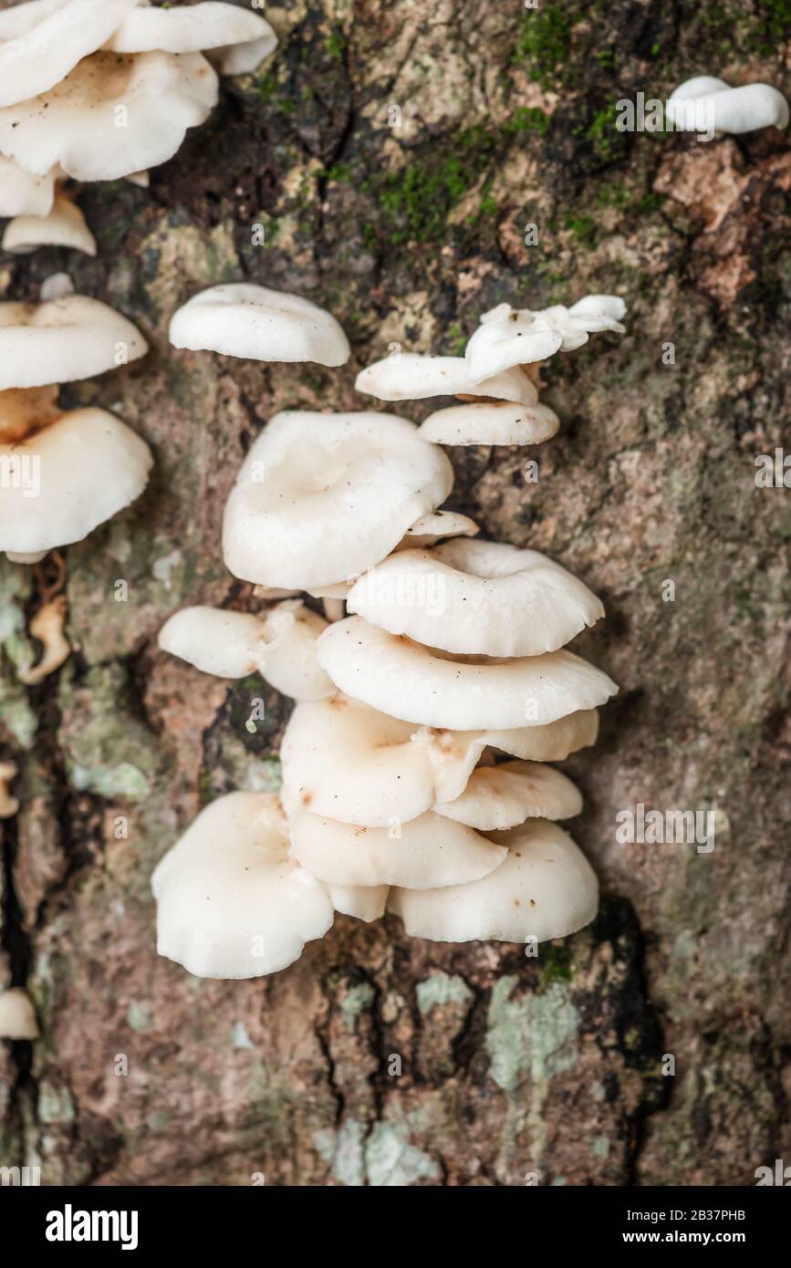 White Mushrooms on Tree Bark Cleaver Woods Park in Trinidad closeup tropical forest Stock Photo