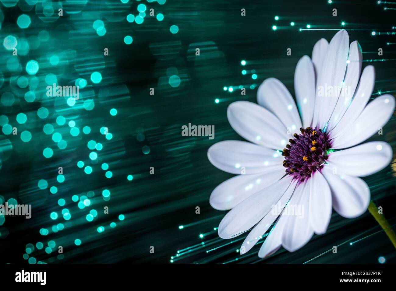 white flower with optical fiber Stock Photo
