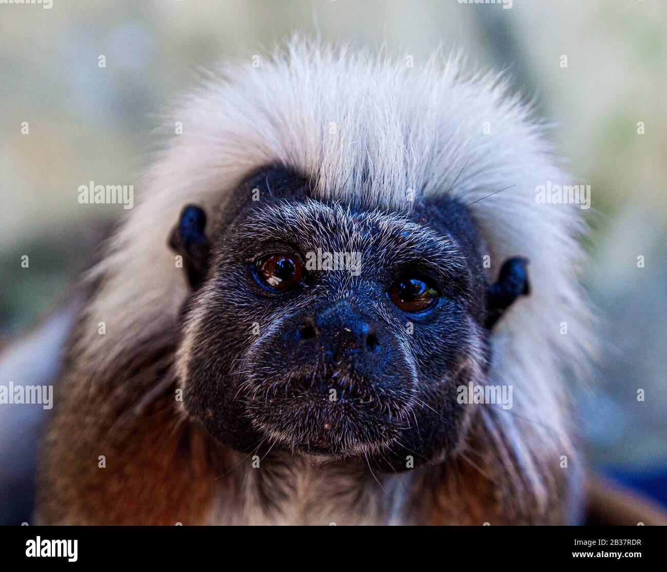 Cottontop Tamarin monkey, Cartagena, Colombia. Inquisitive local! Stock Photo