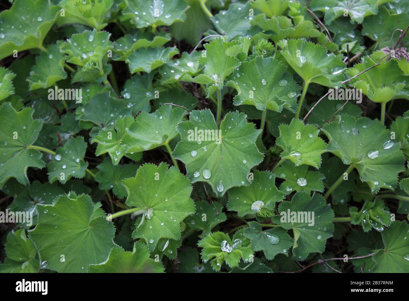 Lady's mantle medicine hi-res stock photography and images - Alamy