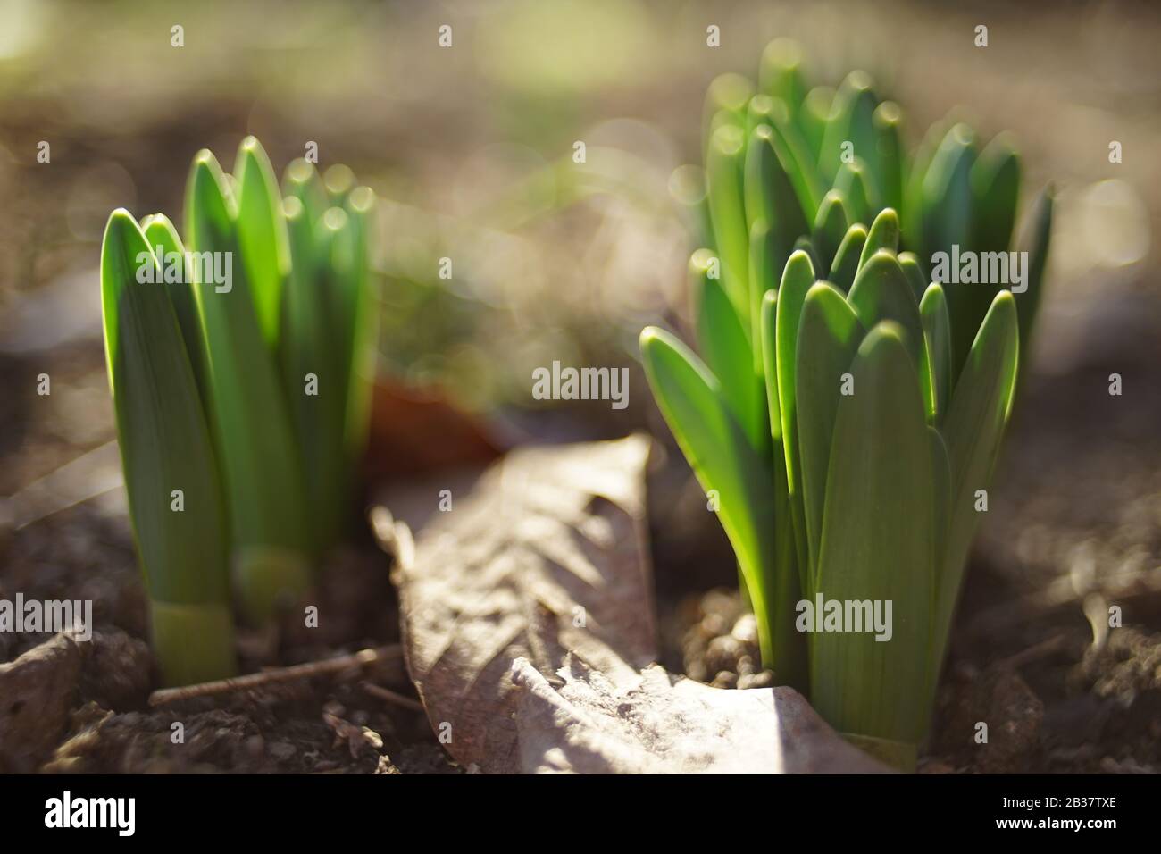 Fresh green sprouts of daffodils flowers grow in the garden. Stock Photo
