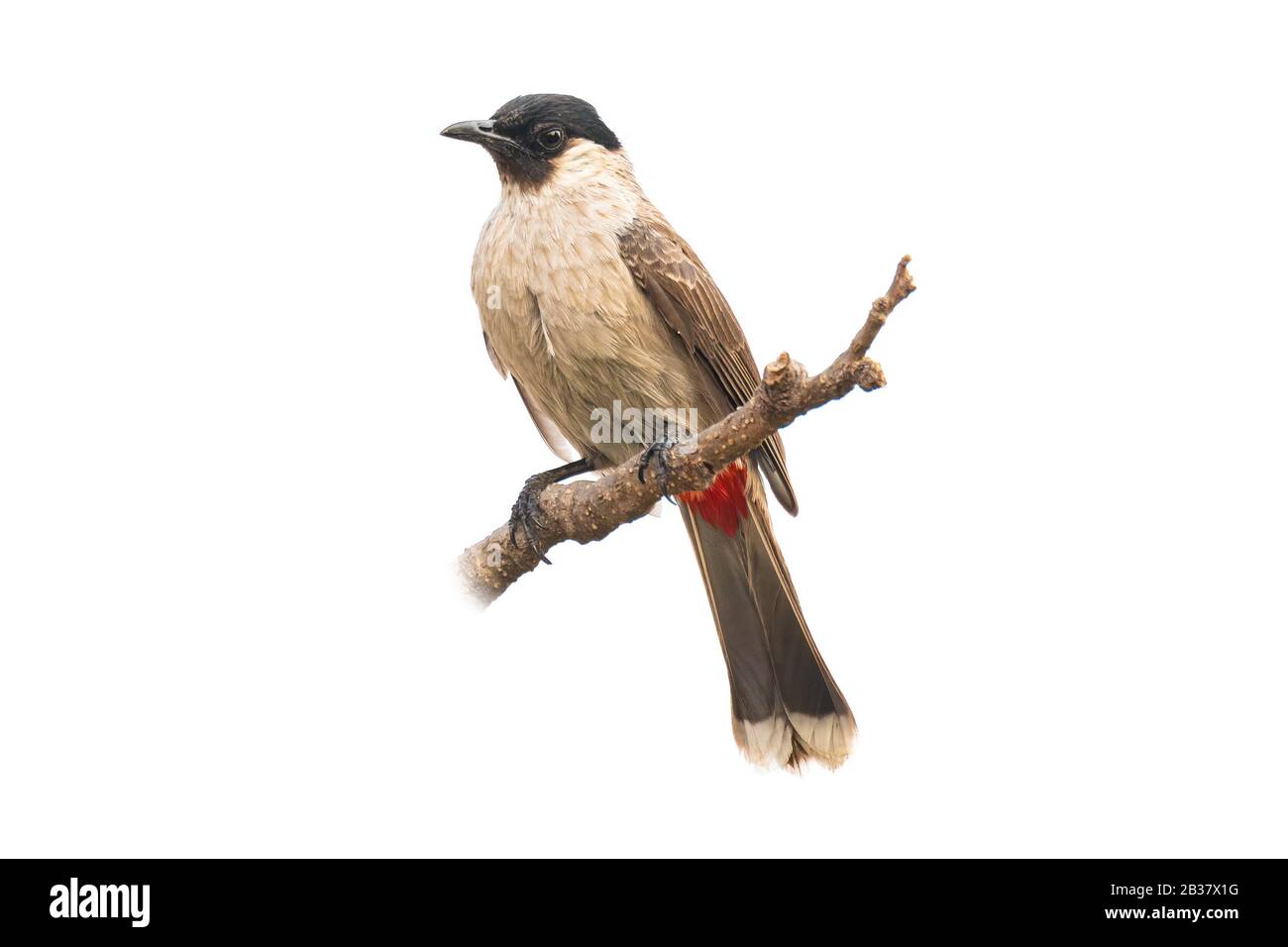 Sooty-headed Bulbul isolated on white background Stock Photo