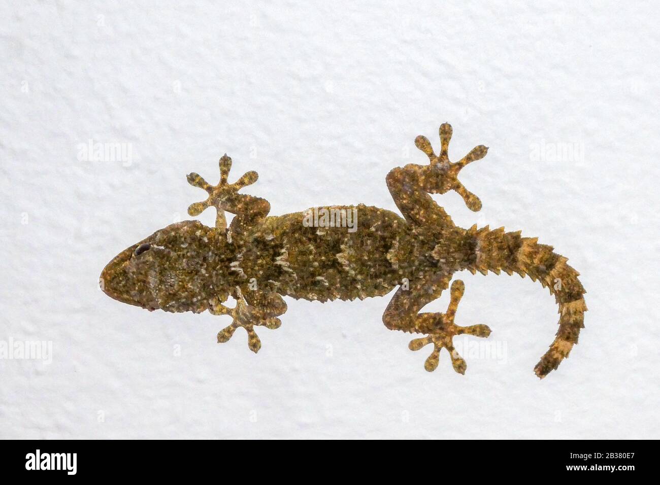 Gecko an der Hauswand Stock Photo