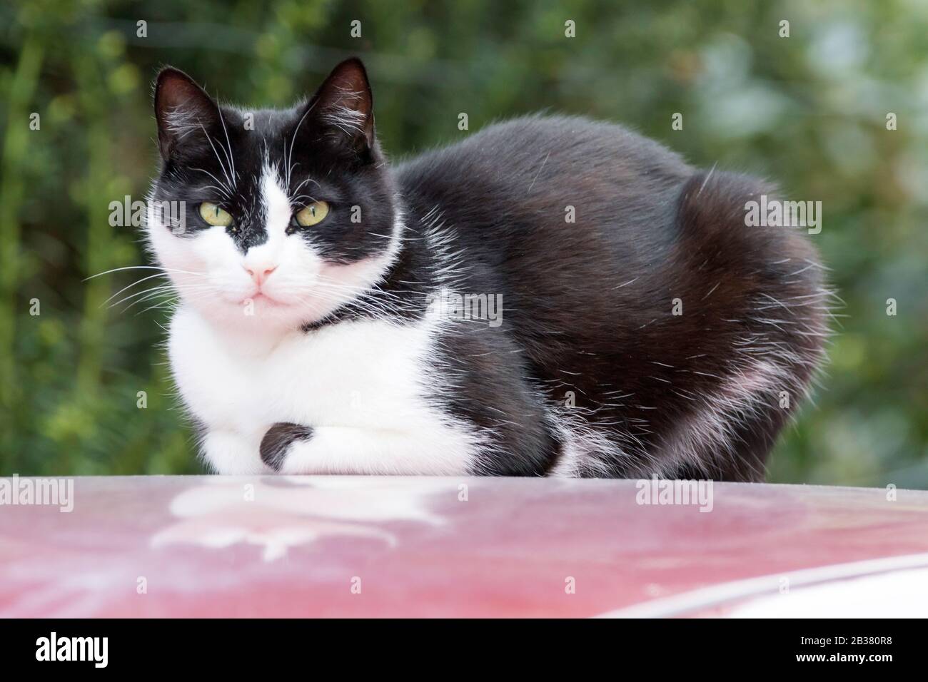 Ruhende Katze auf Autodach Stock Photo