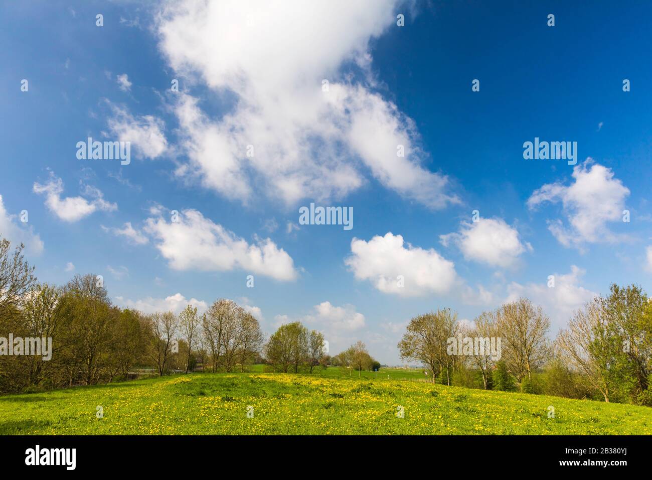 Ostfriesischer Frühling bei Midlum, Blumen, Wiese, Blumenwiese, Stock Photo