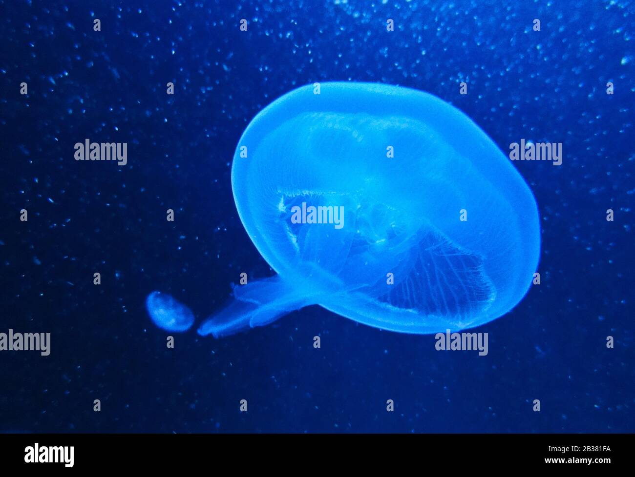 Ohrenqualle / moon jellyfish / aurelia aurita; kontrollierte Bedingungen, controlled conditions Stock Photo