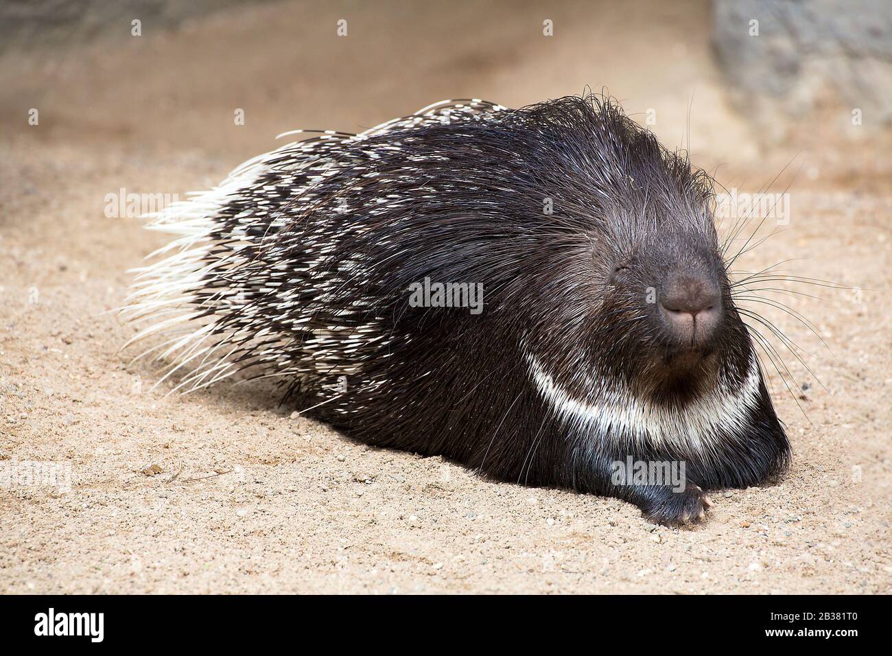 Stachelschwein, hystrix indica / indian crested porcupine, hystrix indica Stock Photo