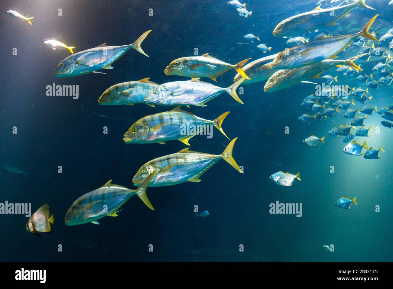 Gelbflossenthunfische im Aquarium, thunnus albacares / yellowfin tuna, Thunnus albacares Stock Photo