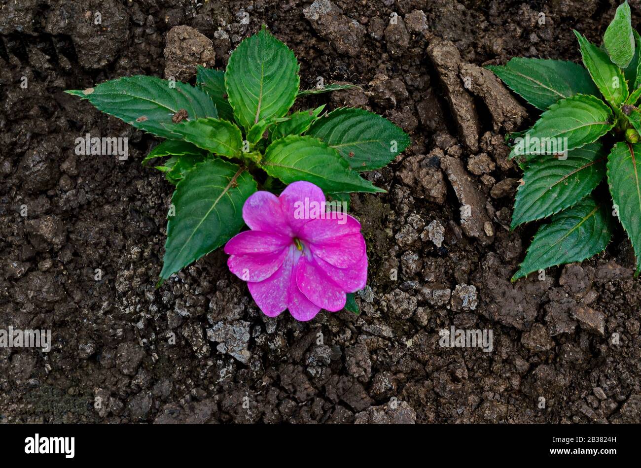 Pink white flower of Impatiens flower with green toothed leaves growing in garden, Sofia, Bulgaria Stock Photo