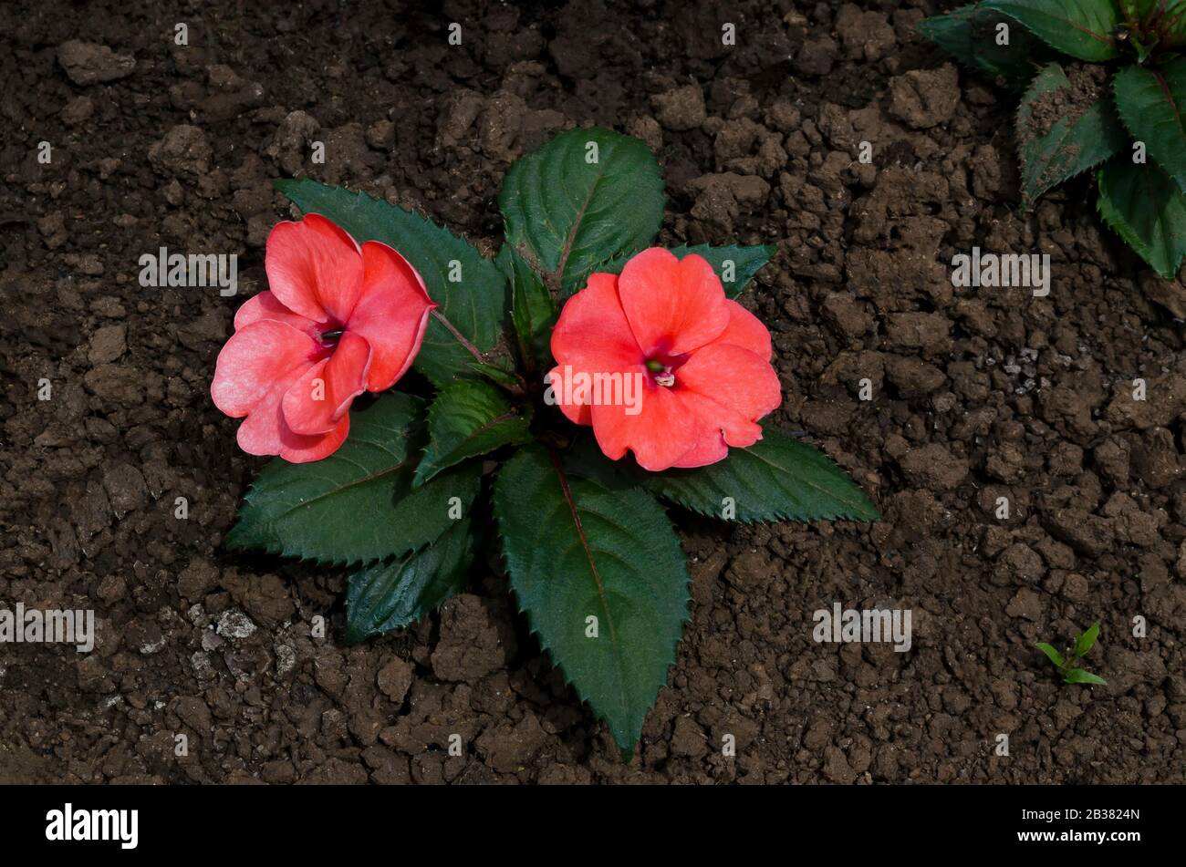Red flower of Impatiens flower with green toothed leaves growing in garden, Sofia, Bulgaria Stock Photo