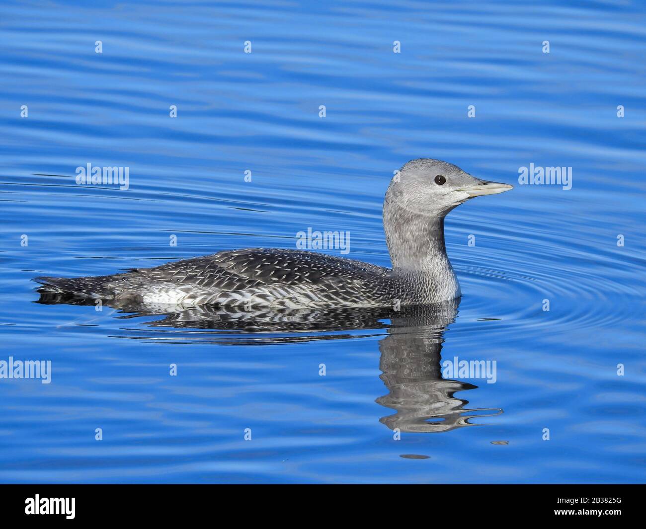 Sterntaucher Hi res Stock Photography And Images Alamy sterntaucher-hi-res-stock-photography-and-images-alamy