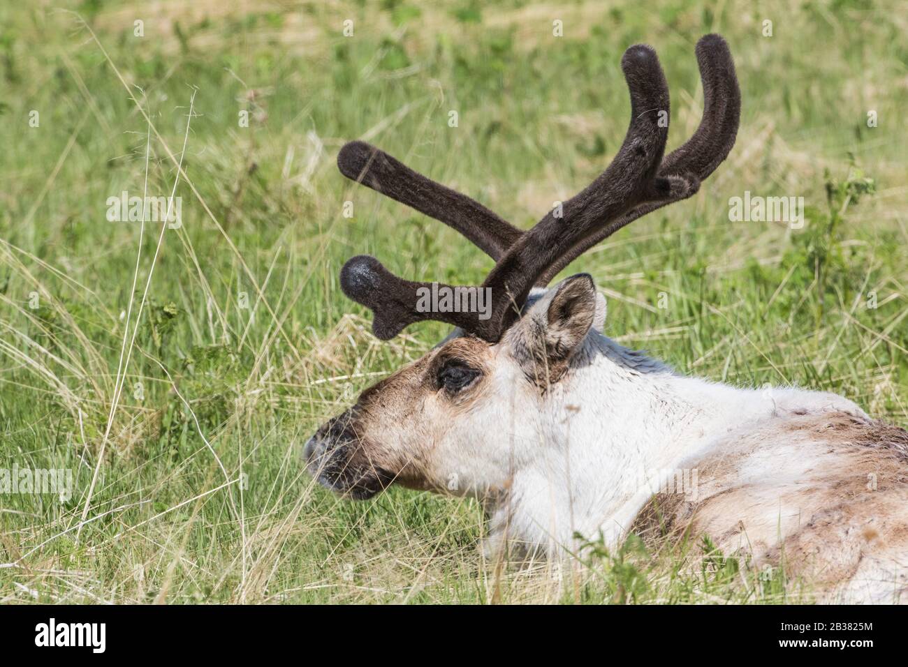 Rentier im Bast, Rangifer tarandus / Reindeer in bast, Rangifer tarandus Stock Photo