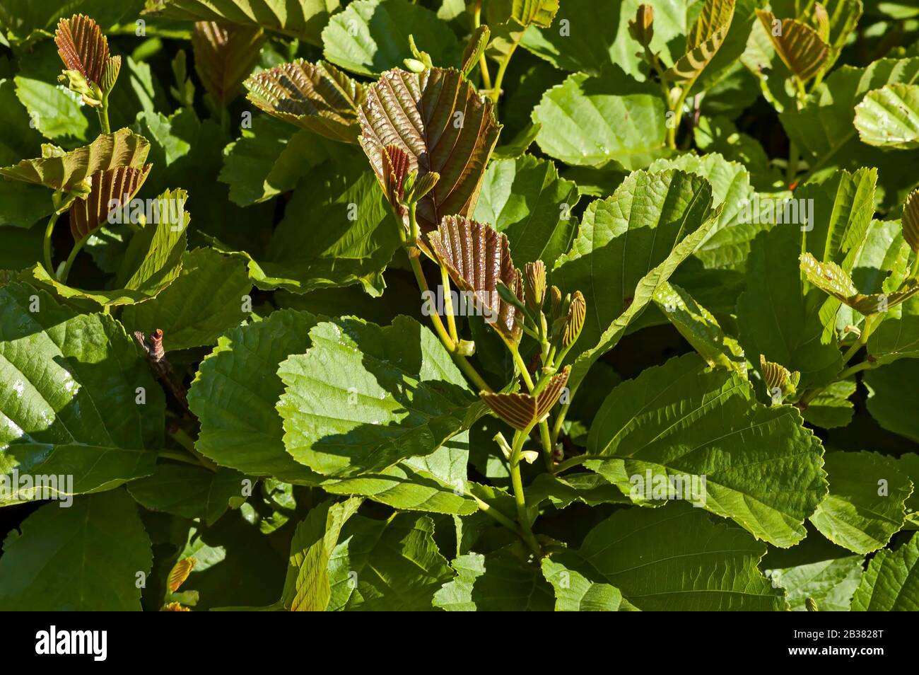Young spring brown and green leaves on a branches, Teteven town, Bulgaria Stock Photo