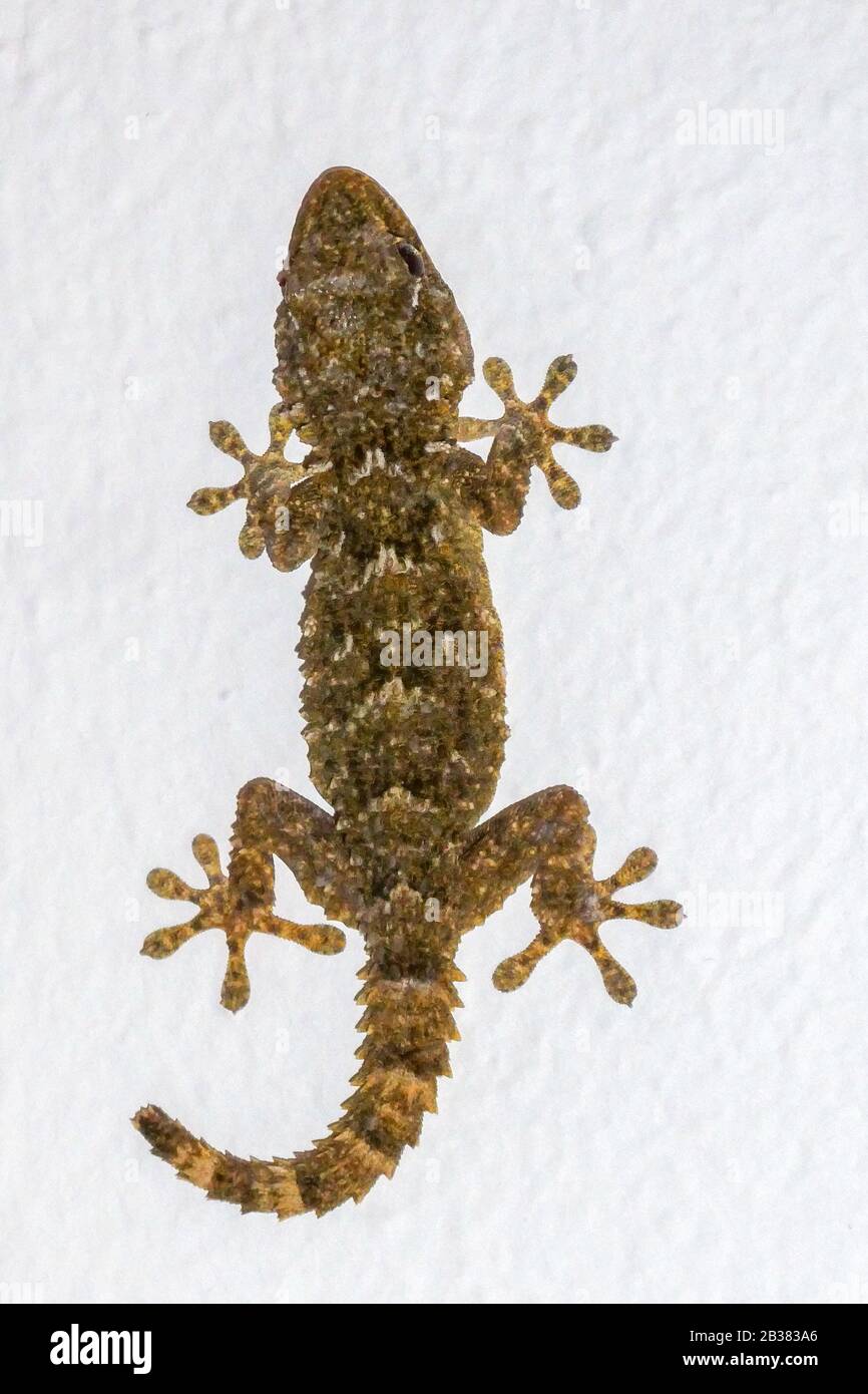 Gecko an der Hauswand Stock Photo