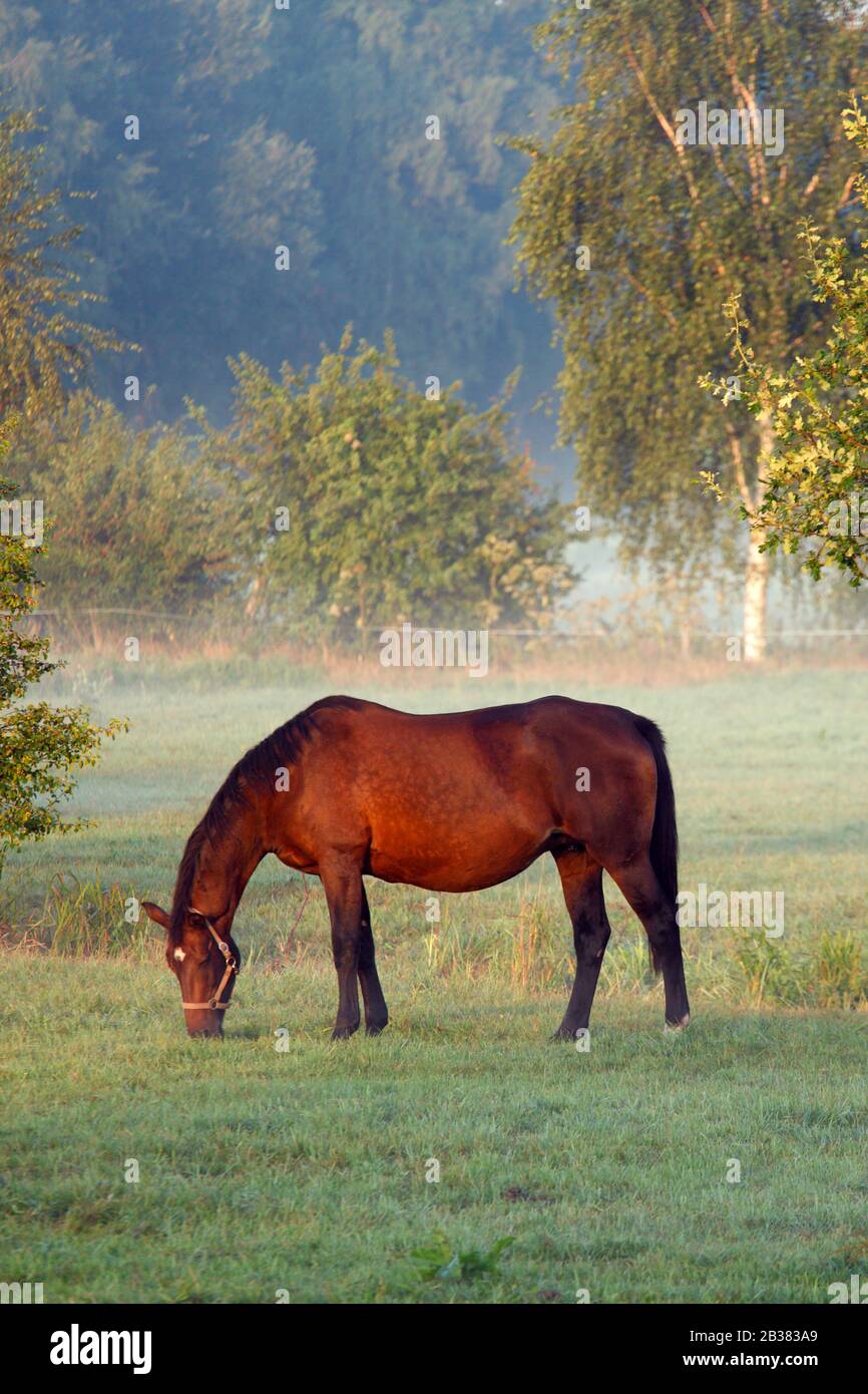 Pferde auf der Weide, Elbtalaue, Wendland Stock Photo