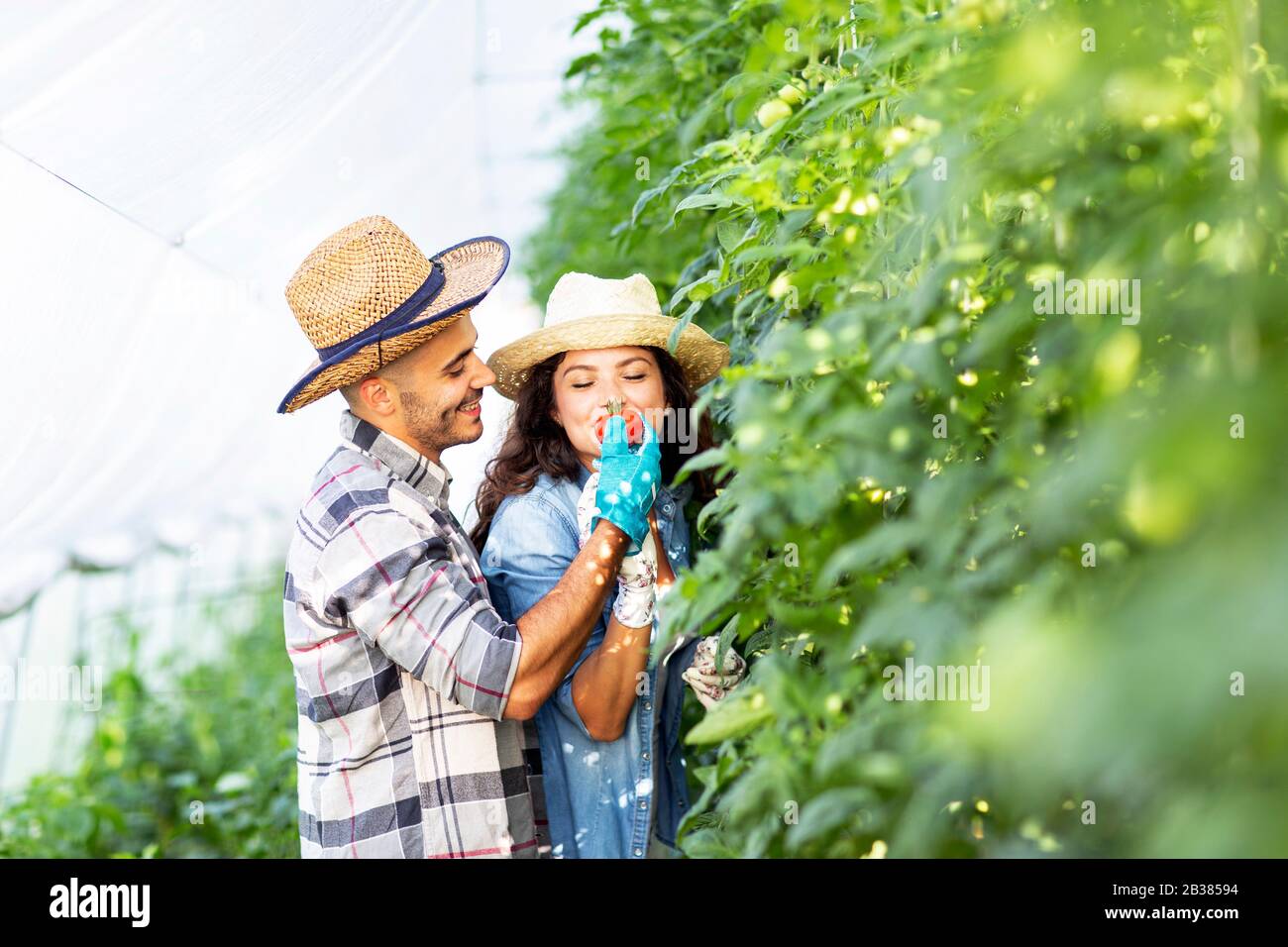 Two workers in green tomato plant farm Stock Photo