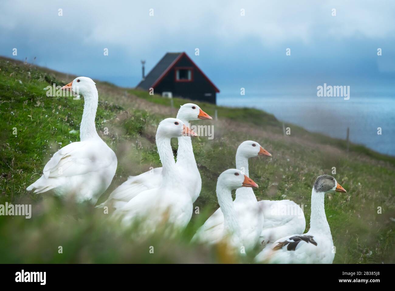 White domestic geese on green grass pasture near tradicional faroese black house. Faroe islands, Denmark Stock Photo