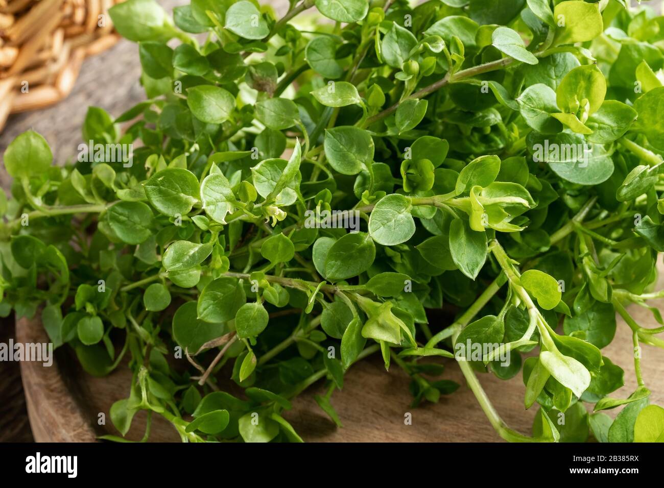 Chickweed or Stellaria media on a table - a wild edible plant collected in early spring Stock Photo