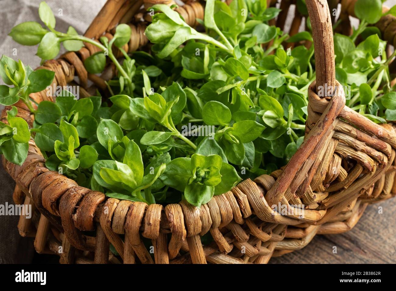 Chickweed or Stellaria media in a basket - a wild edible plant collected in early spring Stock Photo